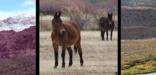 Red Rock Country, pack mules, Gunnison River