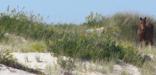 An Assateague wild horse finding shelter in the dunes.